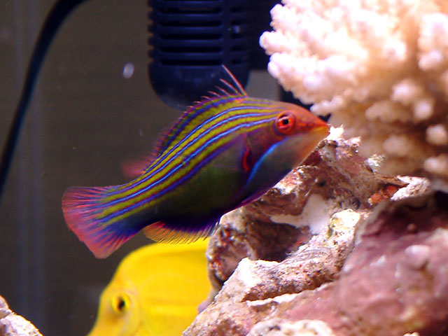 4line_wrasse.jpg