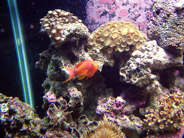 chuck_200g_anthias.jpg