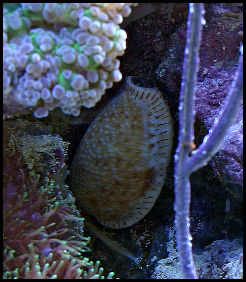 564_cowry_close.jpg