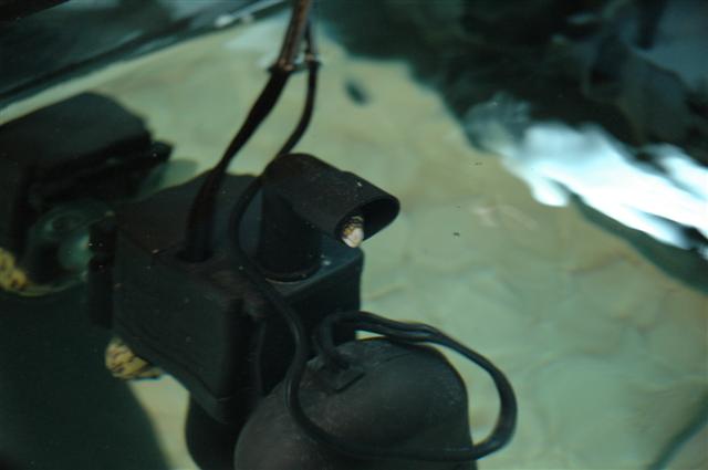 tiny_eel3.jpg