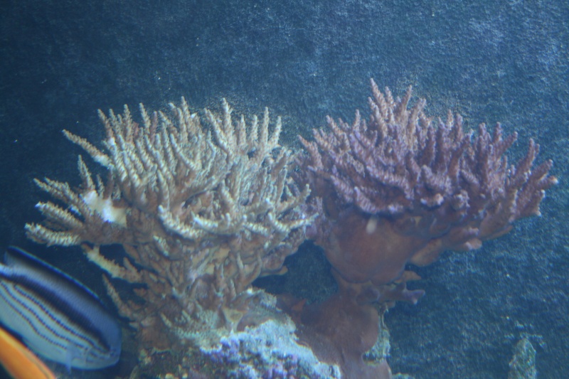 corals007.jpg