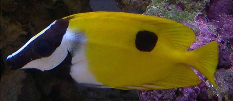 one-spot_fox-face_rabbitfish.jpg
