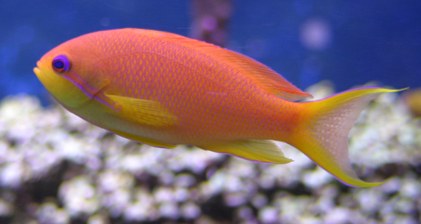 femaleAnthias.jpg