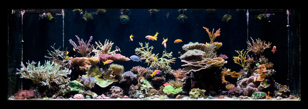 July-'10-Reeftank.jpg