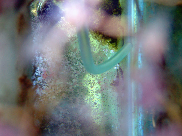 drip_siphon.jpg
