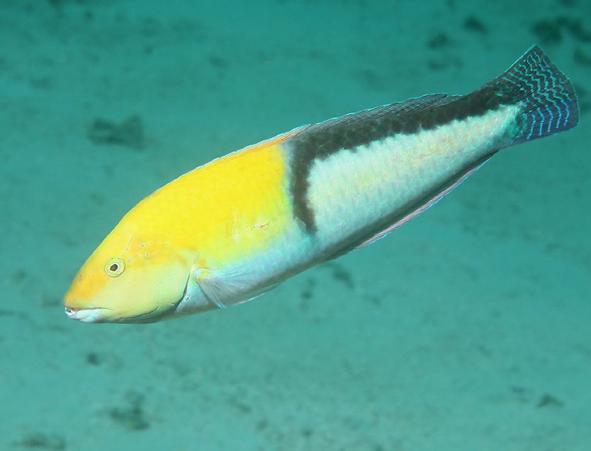 YellowHeadedWrasse09.jpg