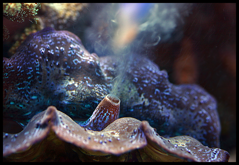 805_clam_spawn.jpg