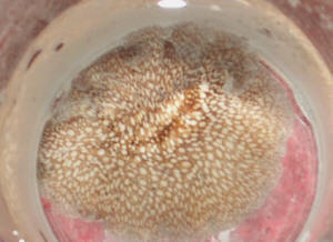 what%20is%20this%20flatworm.jpg