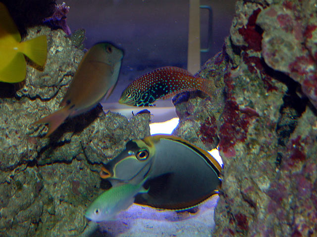 mike_leopard_wrasse.jpg