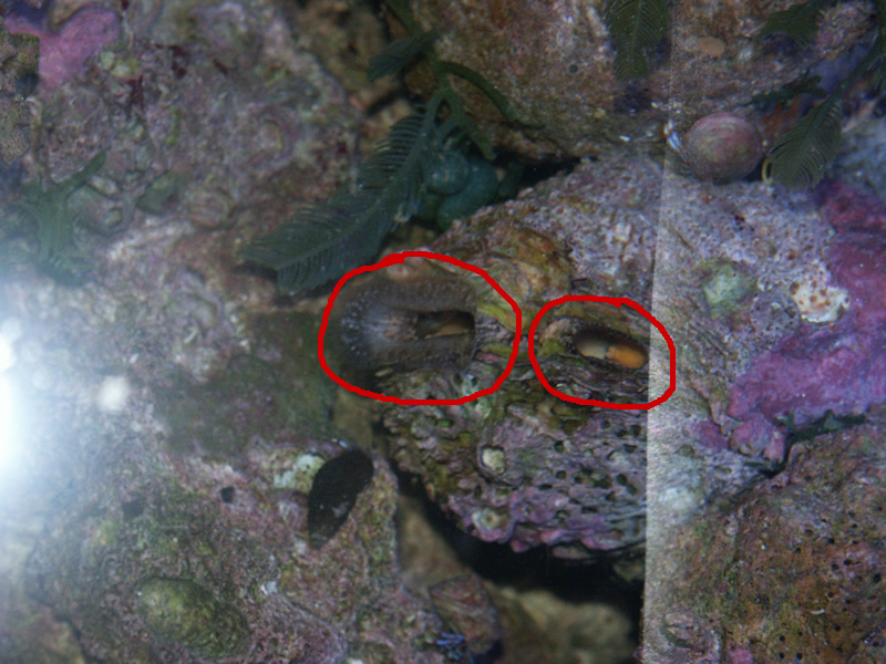 unknown_feeders_id_1.jpg