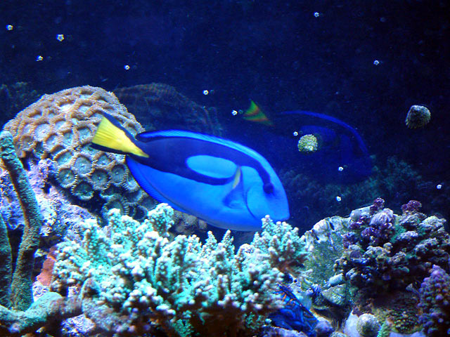 blue_tang_0409.jpg