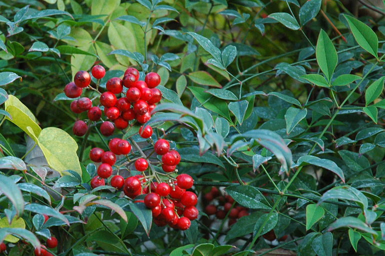 red_berries.jpg