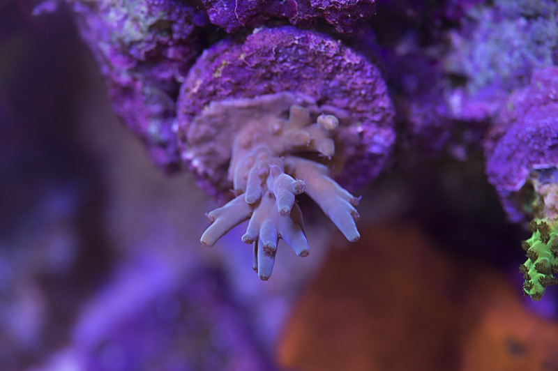 neptune_deepwater_021417.jpg