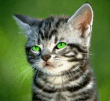 th_image01212121212-vi.gif