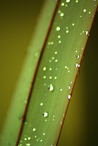 2783208660_be37c1c05c.jpg
