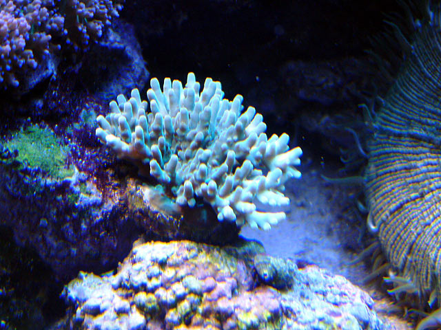 granulosa_0624.jpg
