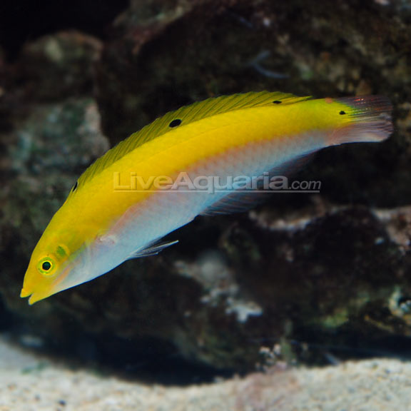 lg-80424-wrasse.jpg