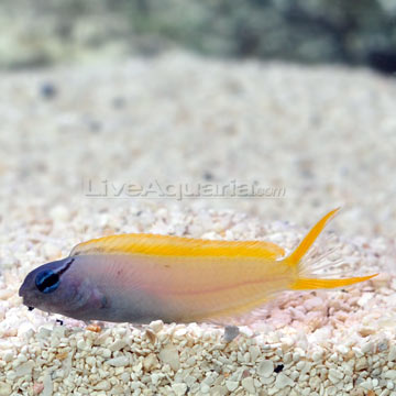 p-71757-forktail-blenny.jpg