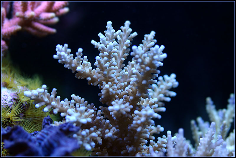 620_blue_tip_acro.jpg