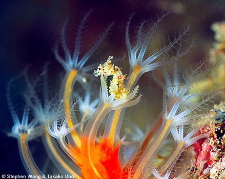 satomi_s_pygmy_seahorse.jpg