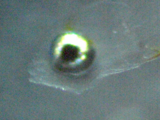 GBG_12_5.jpg