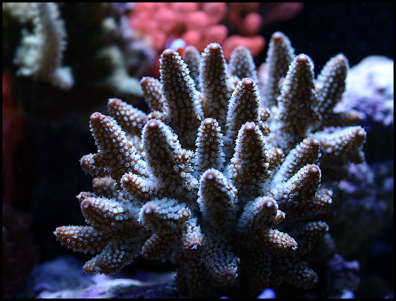 617_acro2.jpg