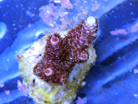 ebaycoral1.jpg