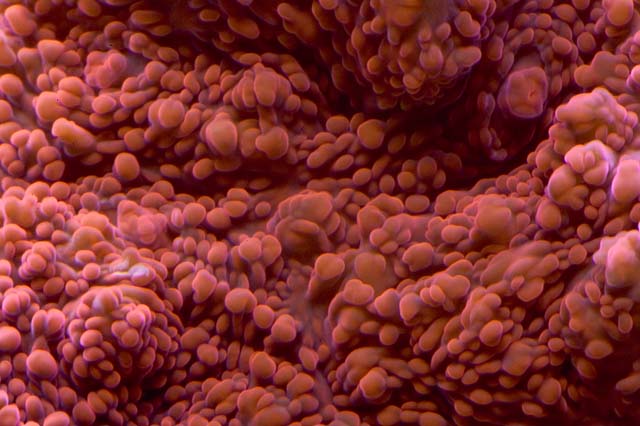 Red Echino Frag.jpg