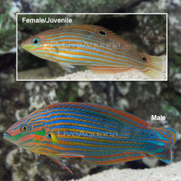 p-80626-hoevens-wrasse2.jpg