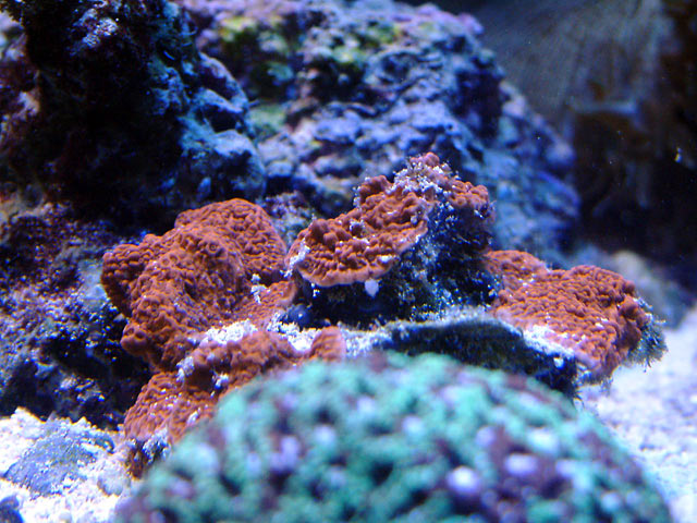 mcap_0613.jpg