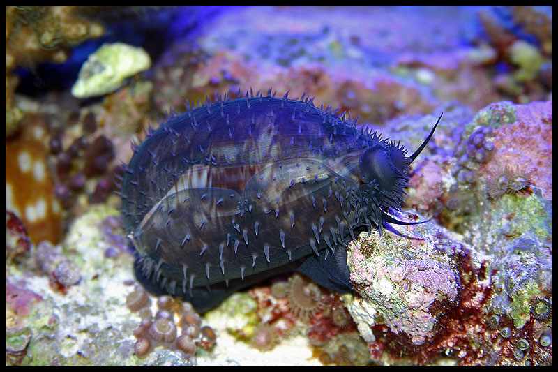704_cowrie.jpg