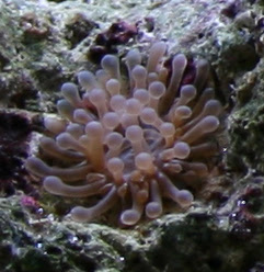 Majano_Anemone.jpg