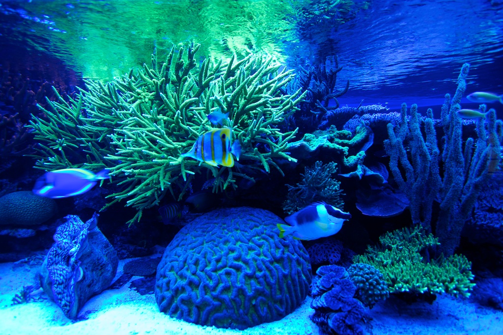reef_20120720-1.jpg