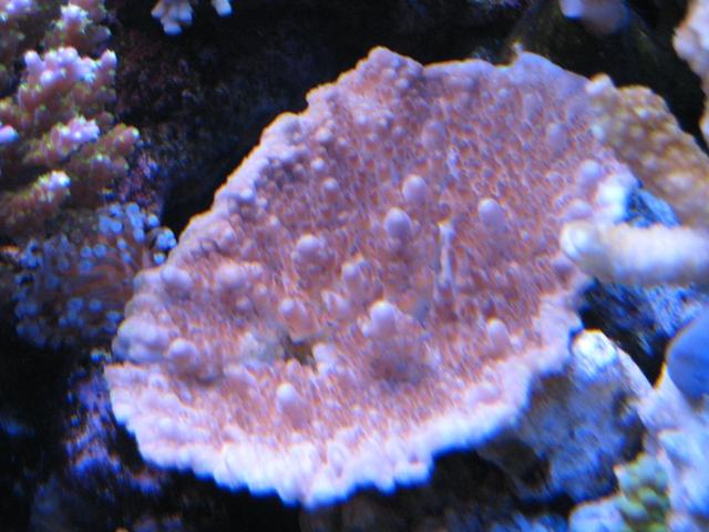 20080401_7b9a8d58e44cfe2fce57LuGgunGLCSHq.jpg
