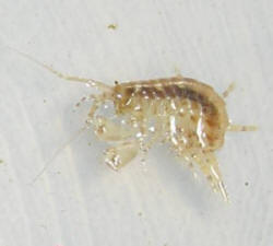 amphipod%20pic%20wwm1.jpg