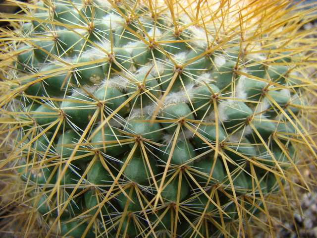 Spiky_cactus_-_geograph.org.uk_-_995727.jpg