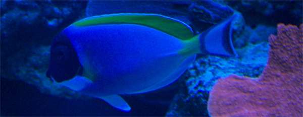 fishpowderbluetangum6.jpg