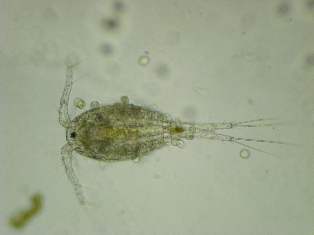 copepod1.jpg