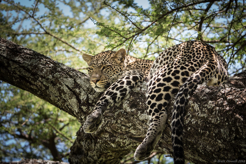 Day5-Serengeti-1043-L.jpg