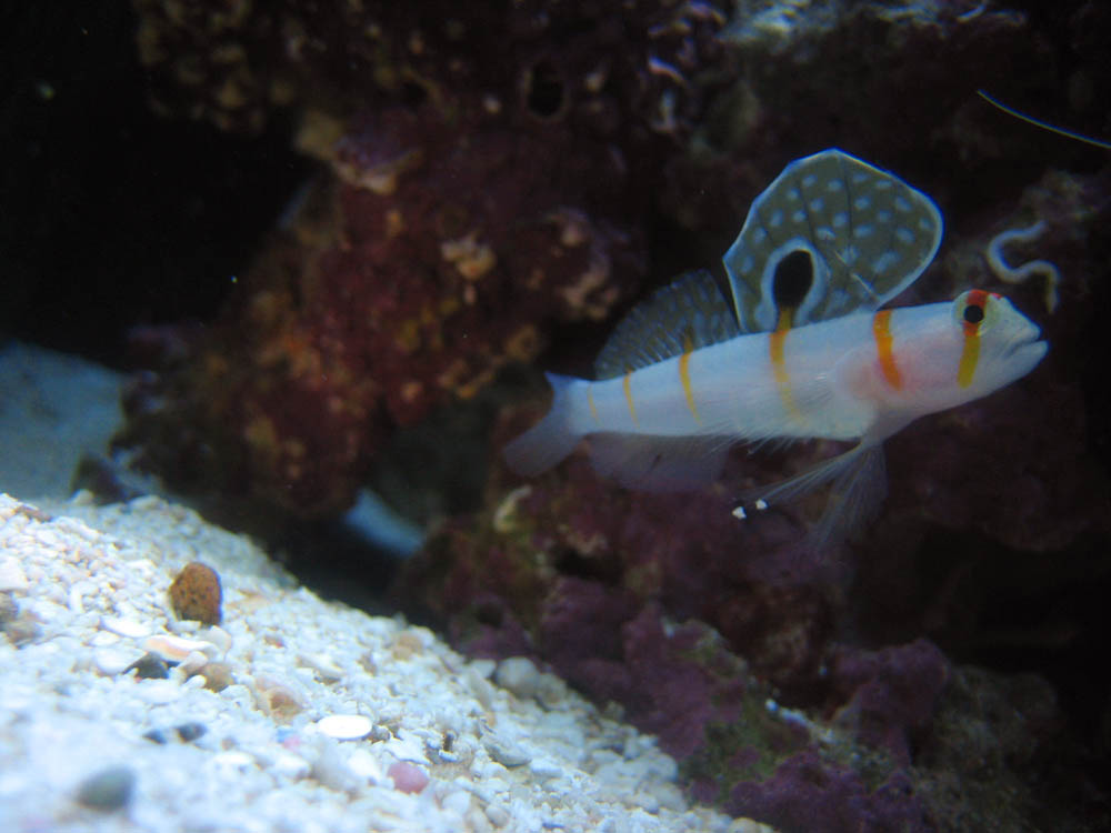 randalls%20goby.jpg