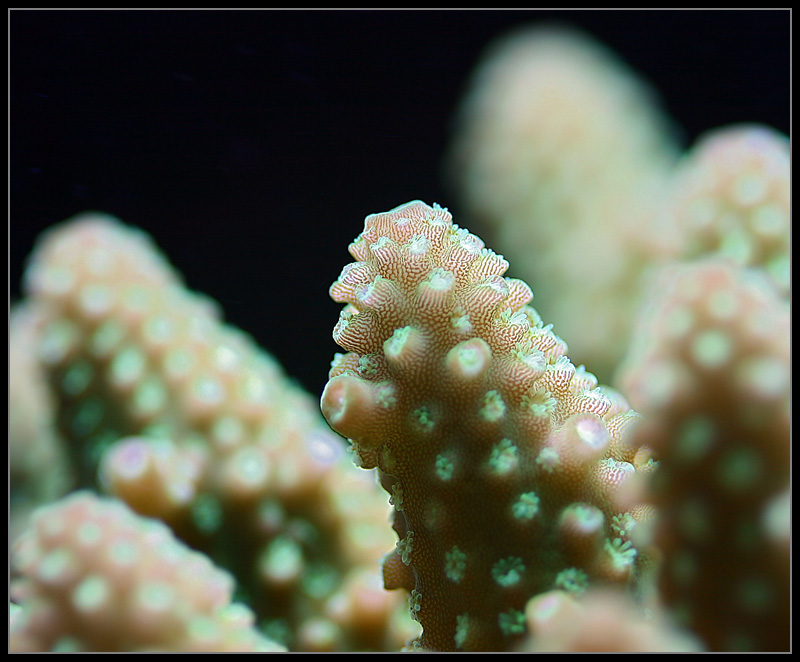 470_humilis.jpg