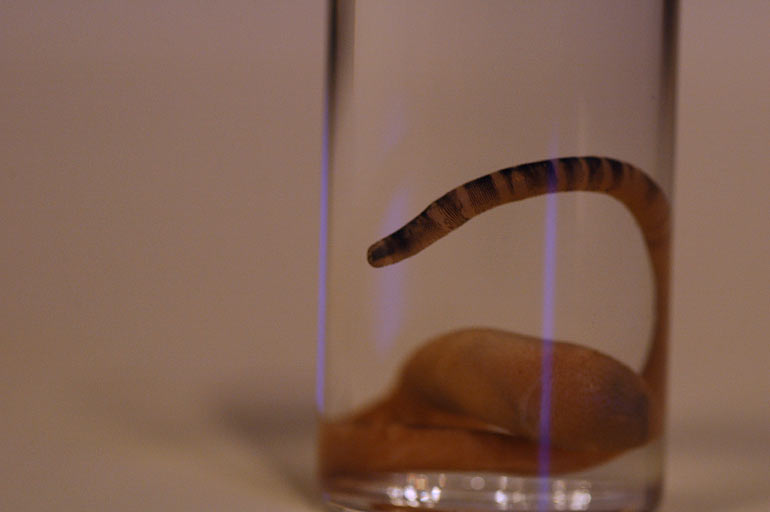 peanut_worm_tip2.jpg