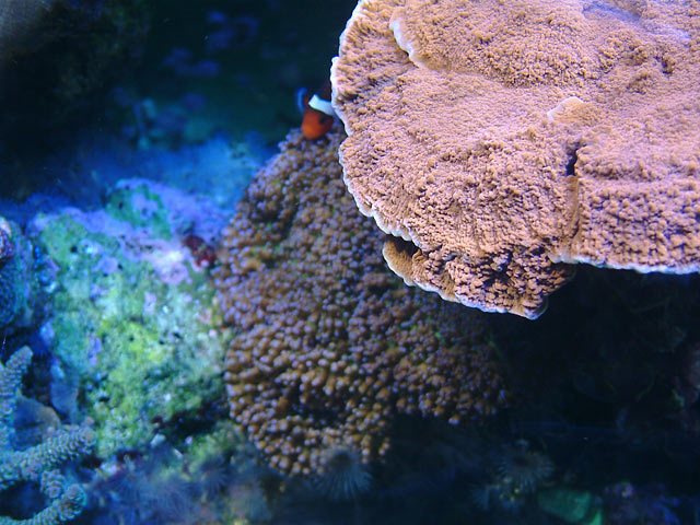 td_plating_coral.jpg