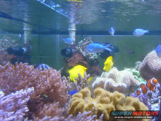 fish-tank-3022.jpg