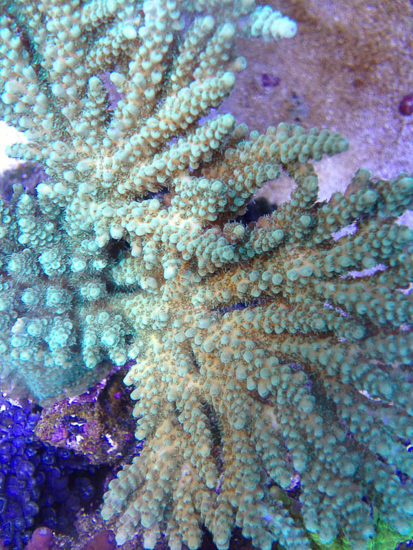 Reef_080713_001.jpg