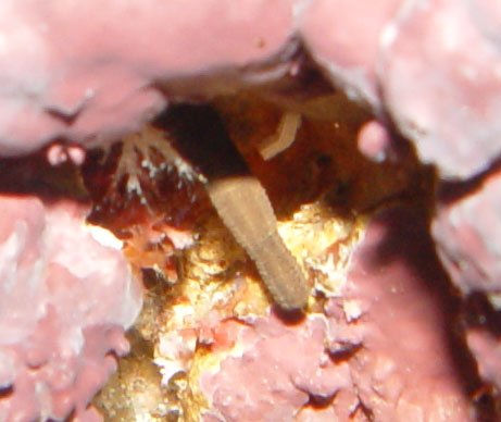 DSC03818_Peanutworm-vi.jpg