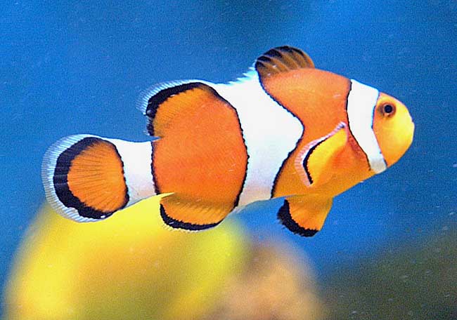 ocellaris.jpg