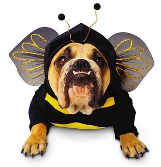 DawgBuzz.jpg