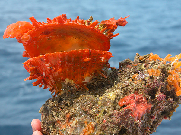 spiny_oyster_600.jpg