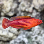 th-0613161-168Cirrhilabrusearlei.jpg